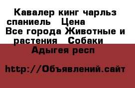 Кавалер кинг чарльз спаниель › Цена ­ 40 000 - Все города Животные и растения » Собаки   . Адыгея респ.